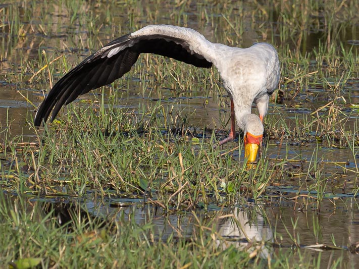 Yellow-billed Stork fishing.jpg